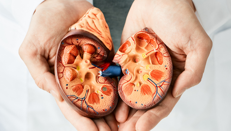 Tratamiento de enfermedades renales | Medicina Interna Cancún